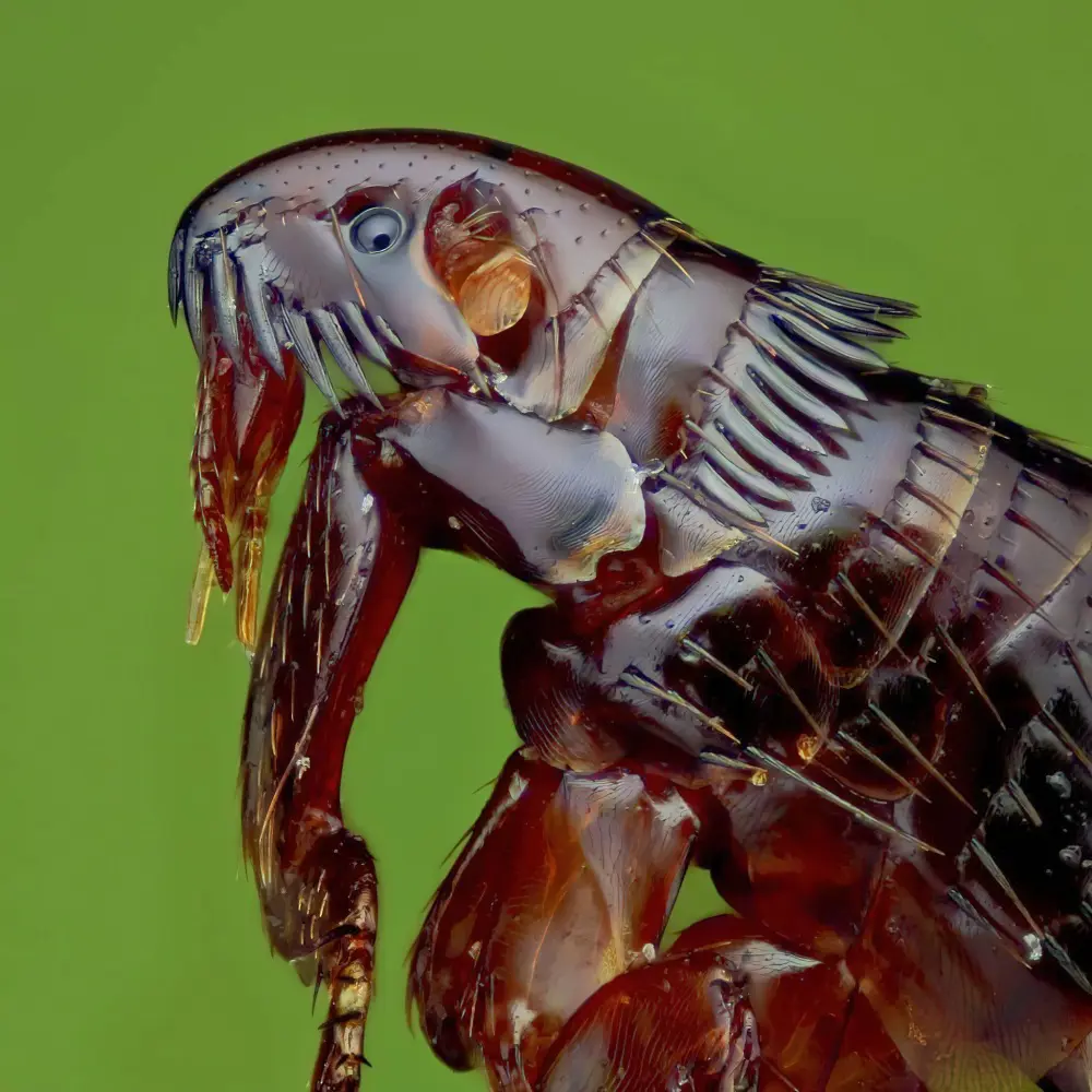 How To Get Rid Of Fleas In The House