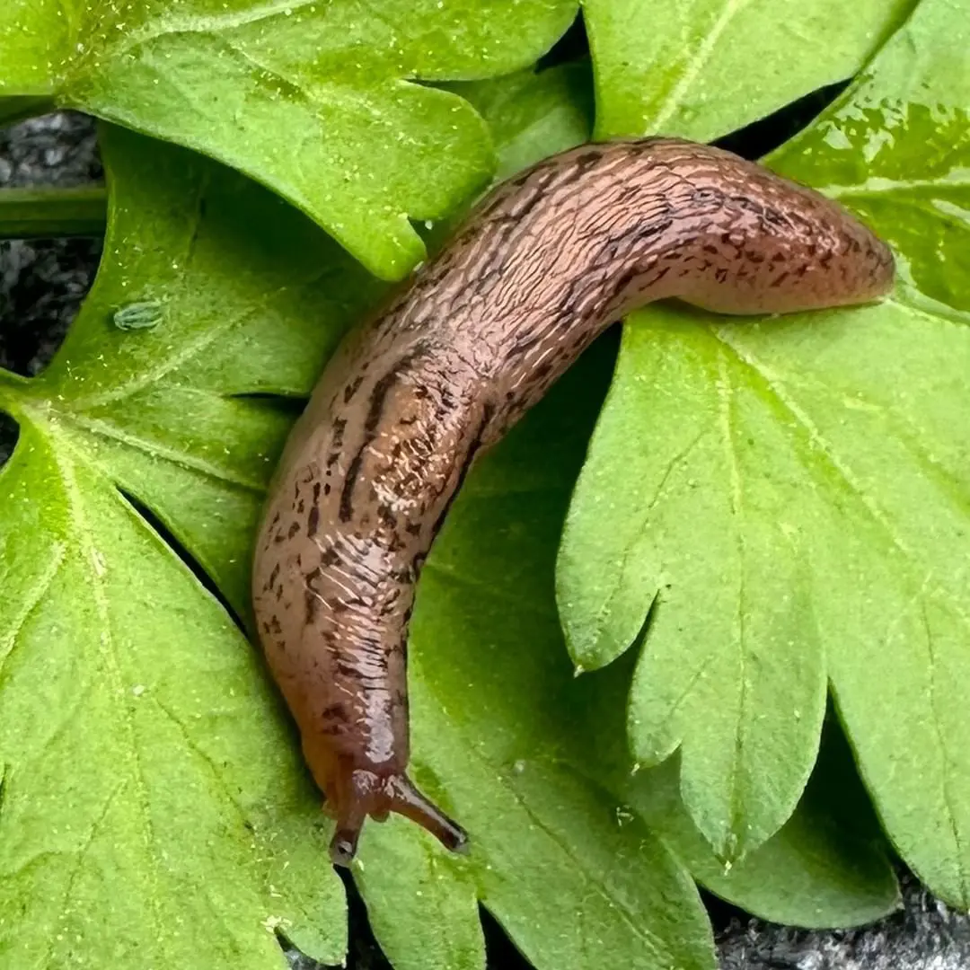 How To Get Rid Of Slugs In Garden