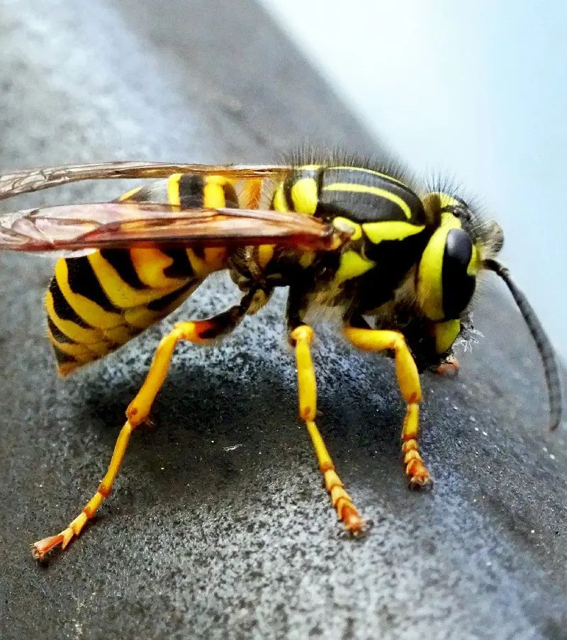 15 Common Bug Bites And How To Identify Them