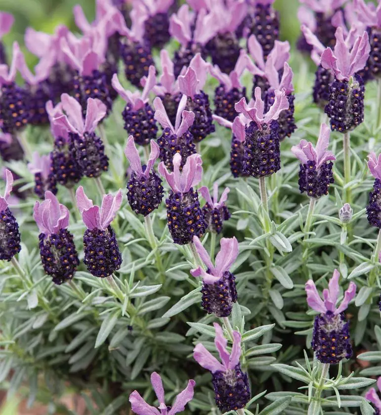 20 Lavender Companion Plants To Grow Together