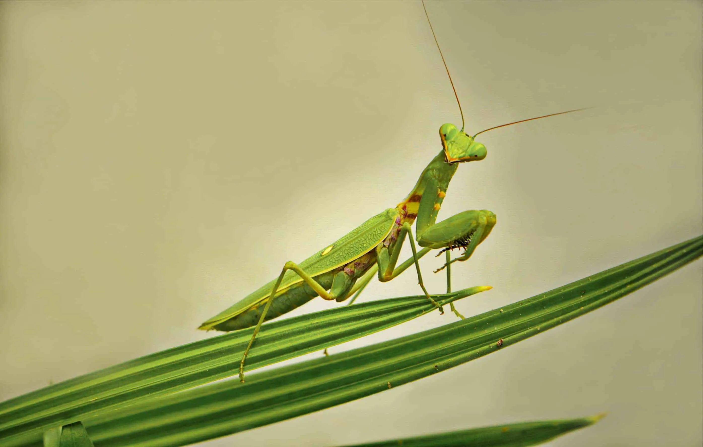What Do Praying Mantis Eat And Drink?