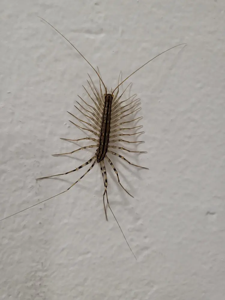 How To Get Rid Of House Centipedes