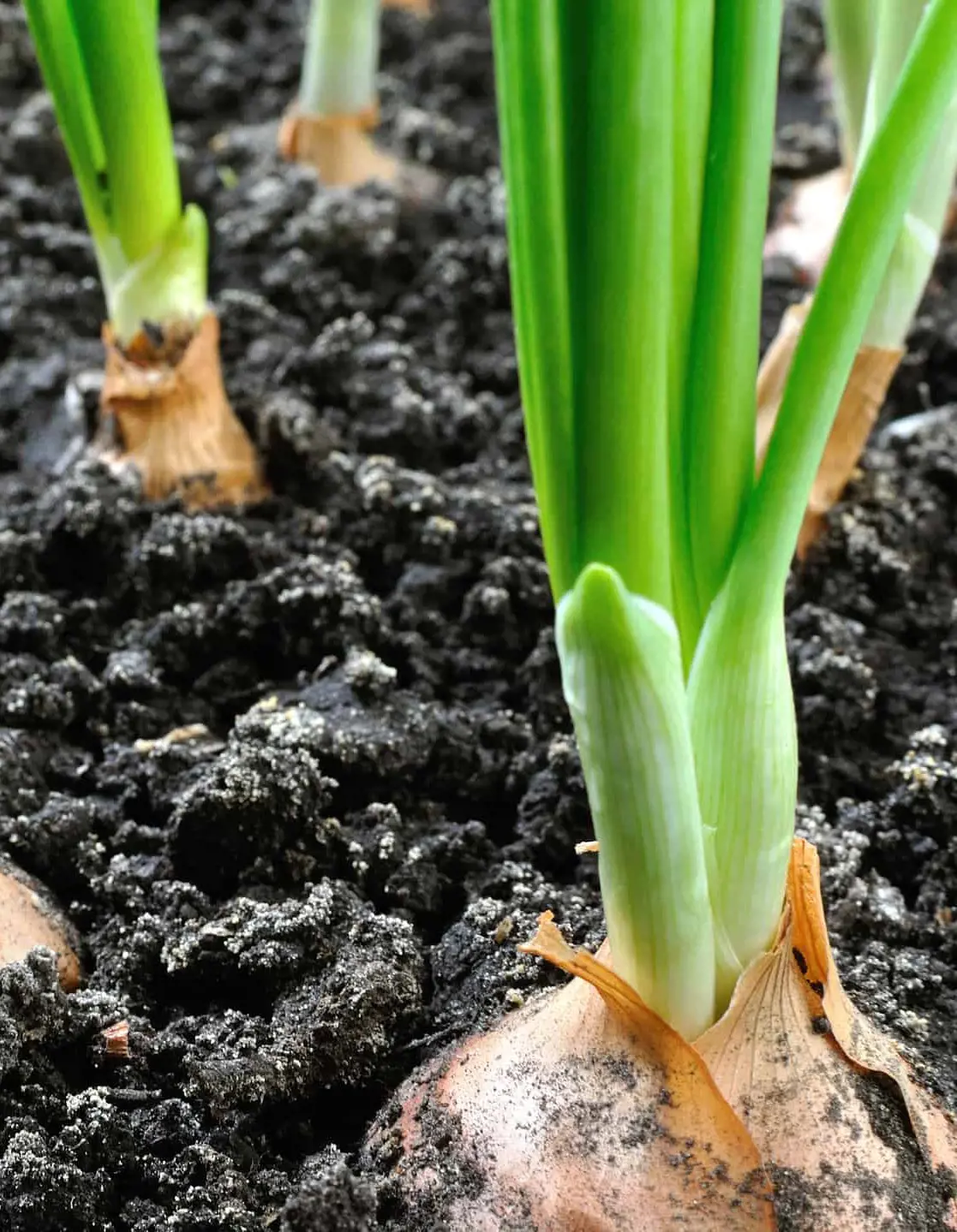 20 Onion Companion Plants for Organic Gardens