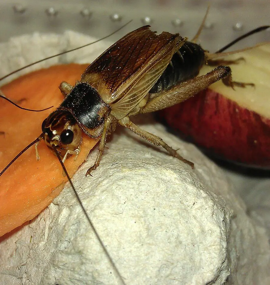 How To Get Rid Of Crickets In Your House