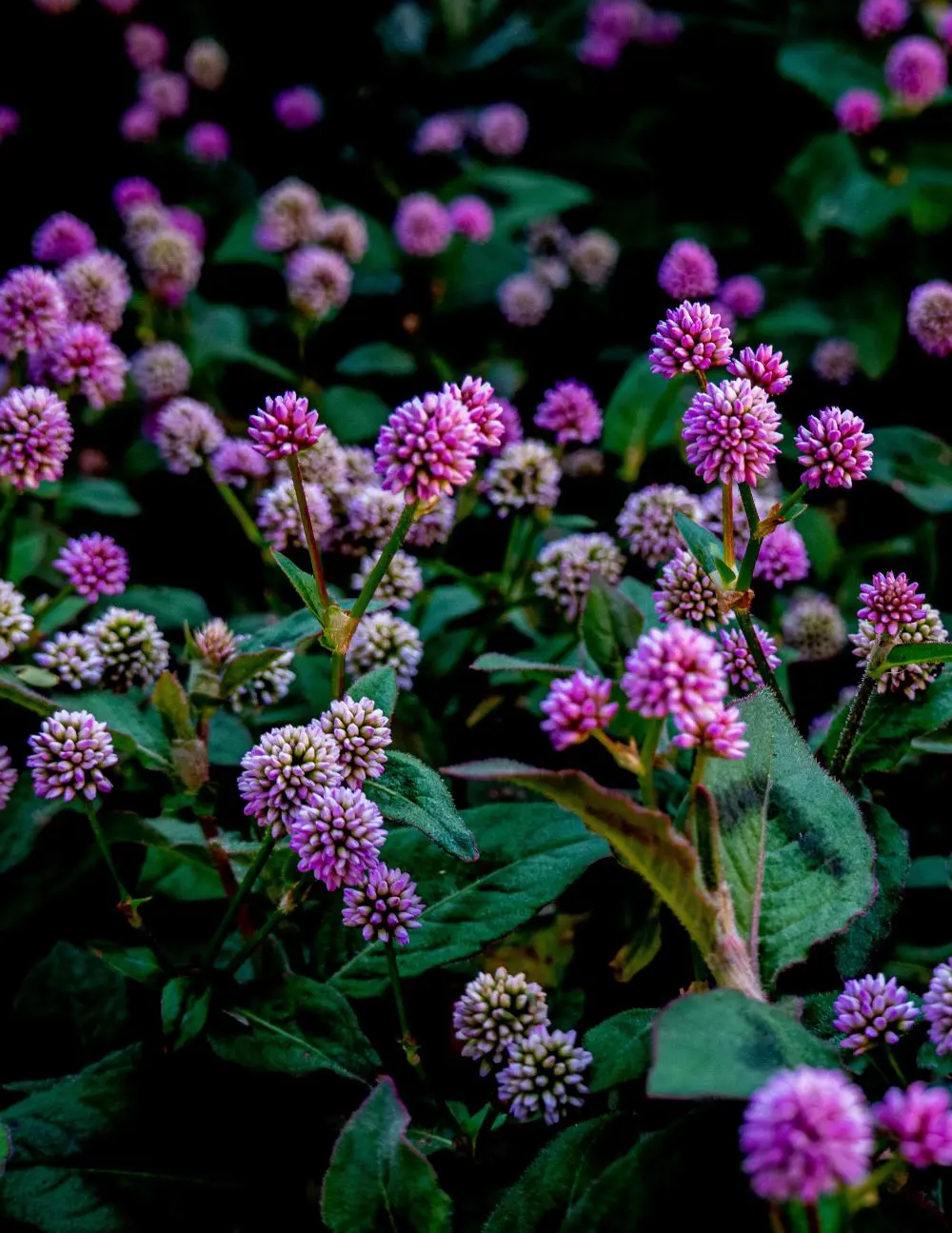 20 Common Weeds To Spot And Control