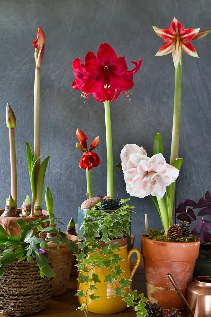 How To Plant And Grow Amaryllis Bulbs?