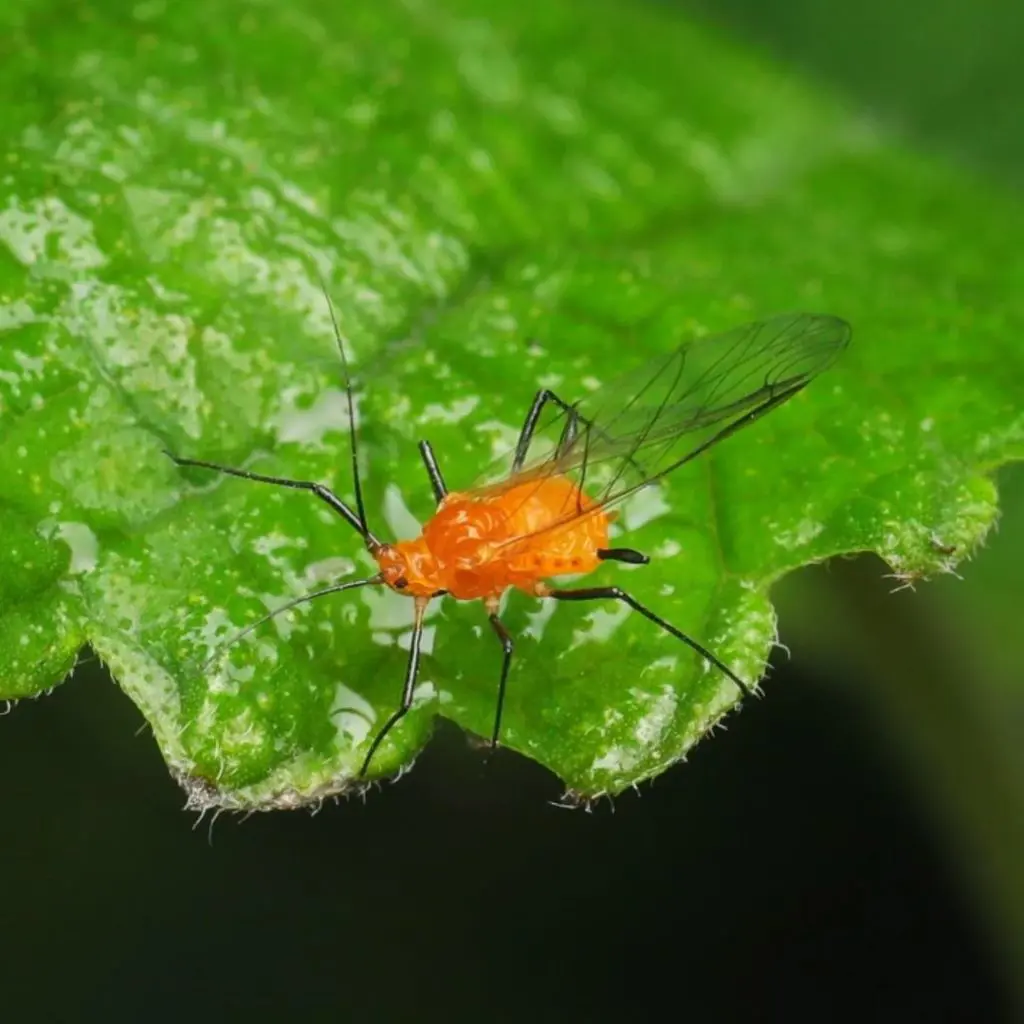 How To Get Rid Of Aphids On Plants