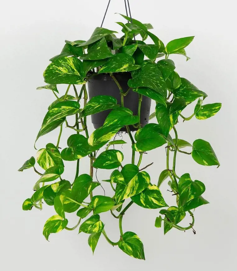 Pothos Plant Care And Growing Guide