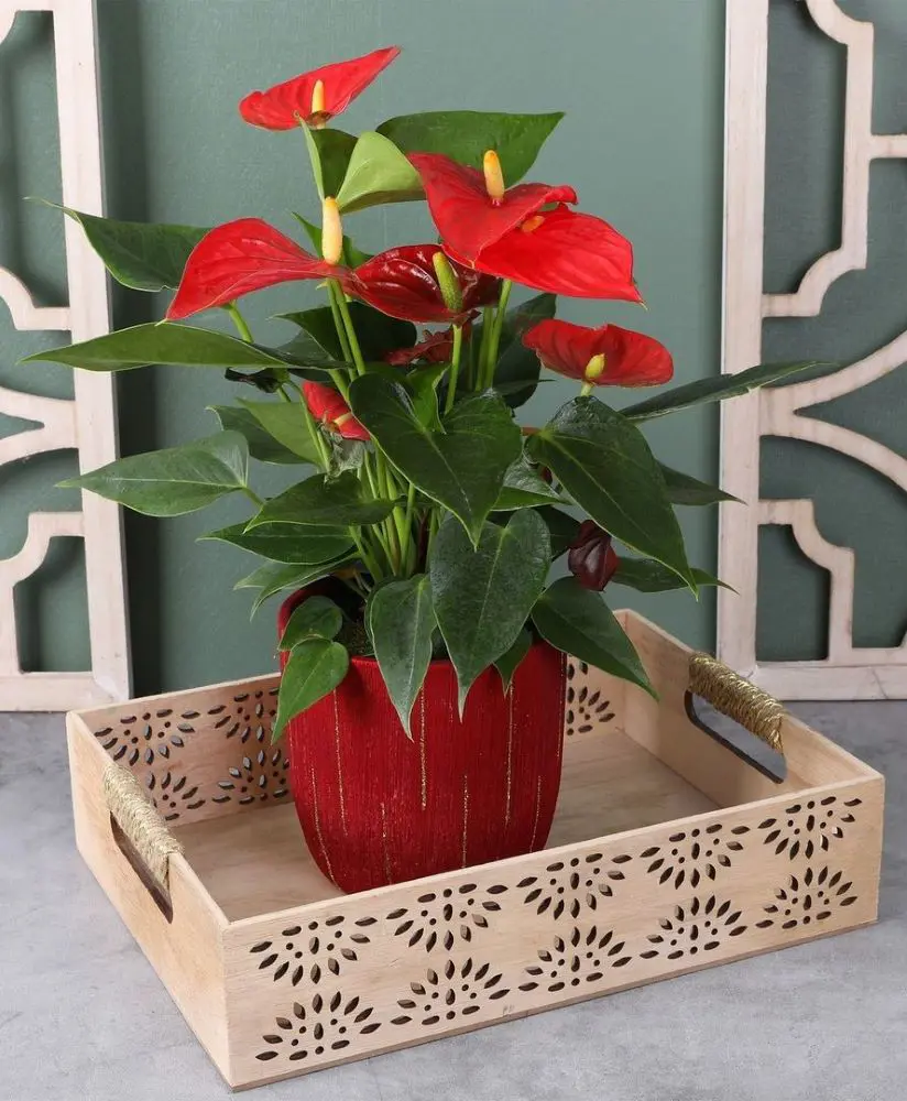 20 Good Luck Plants That Brings Positivity