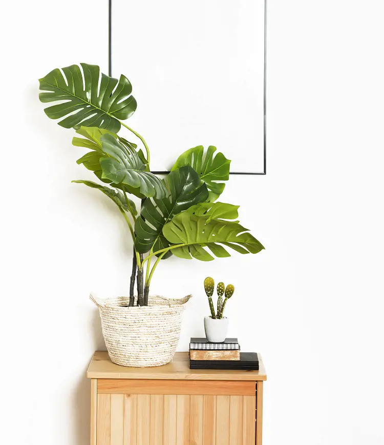 How To Propagate Monstera Deliciosa