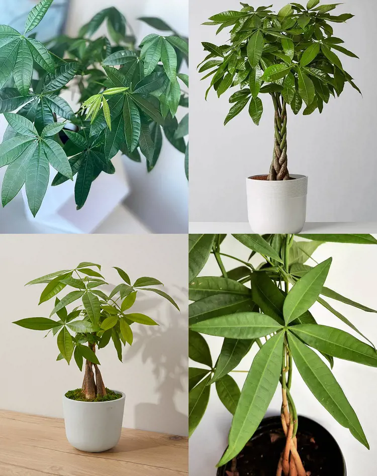 Money Tree Care and Growing Guide