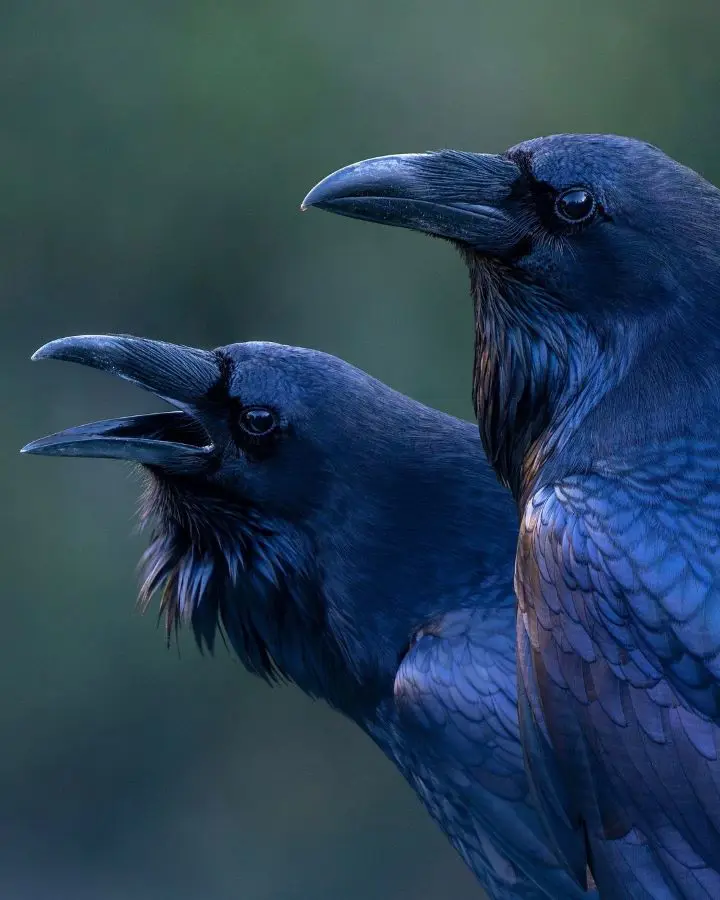 Common Raven Size, Habitat, Diet and Behaviour