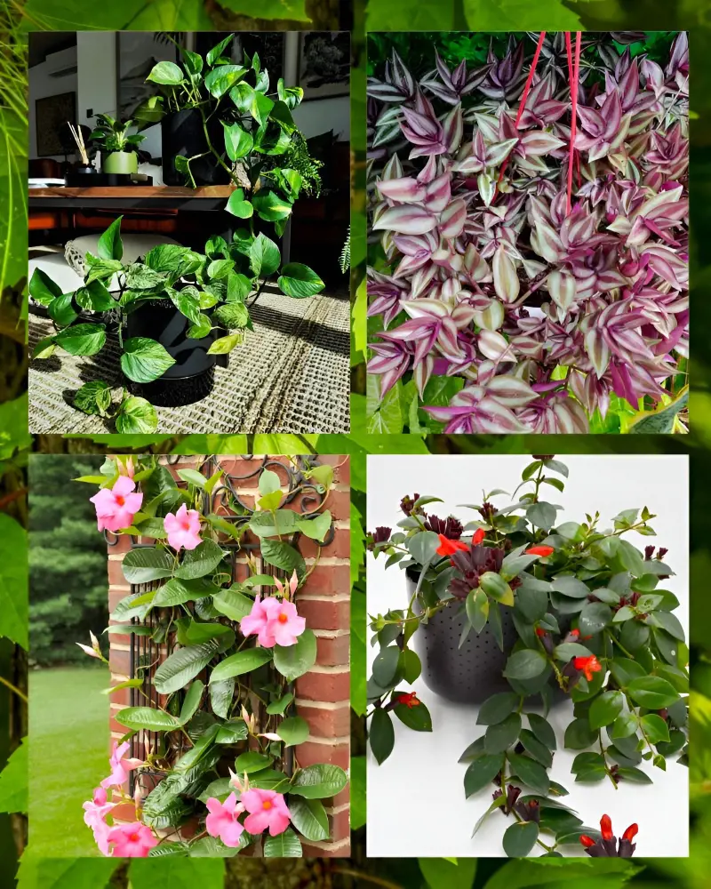 25 Indoor Vine Plants That Adds Beauty In Your House