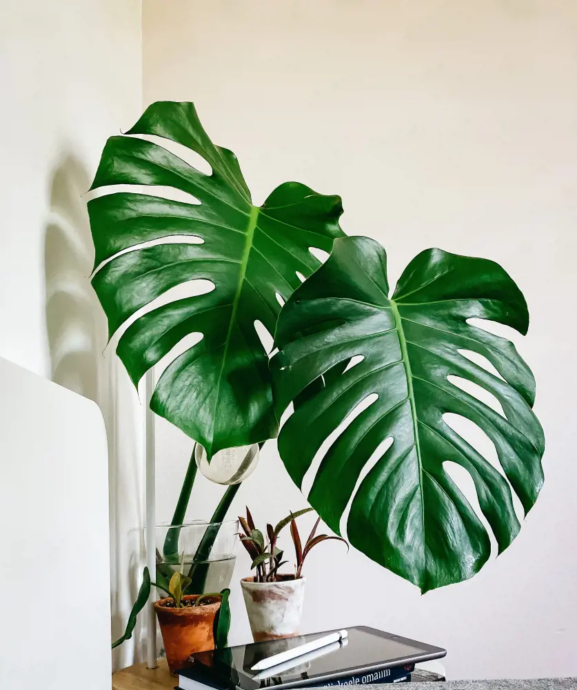 15 Useful Tips For Monstera Plant Care