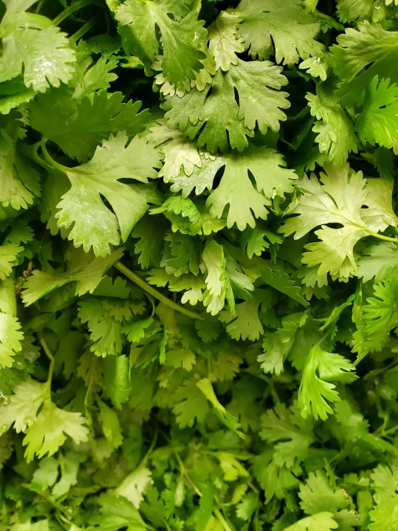 Companion Plants For Cilantro and What To Avoid