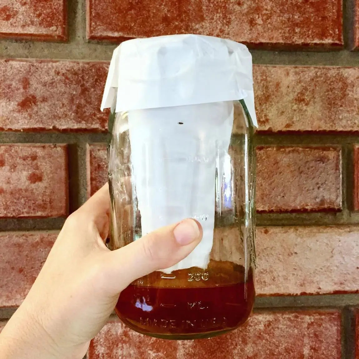 How To Catch Flies In The House