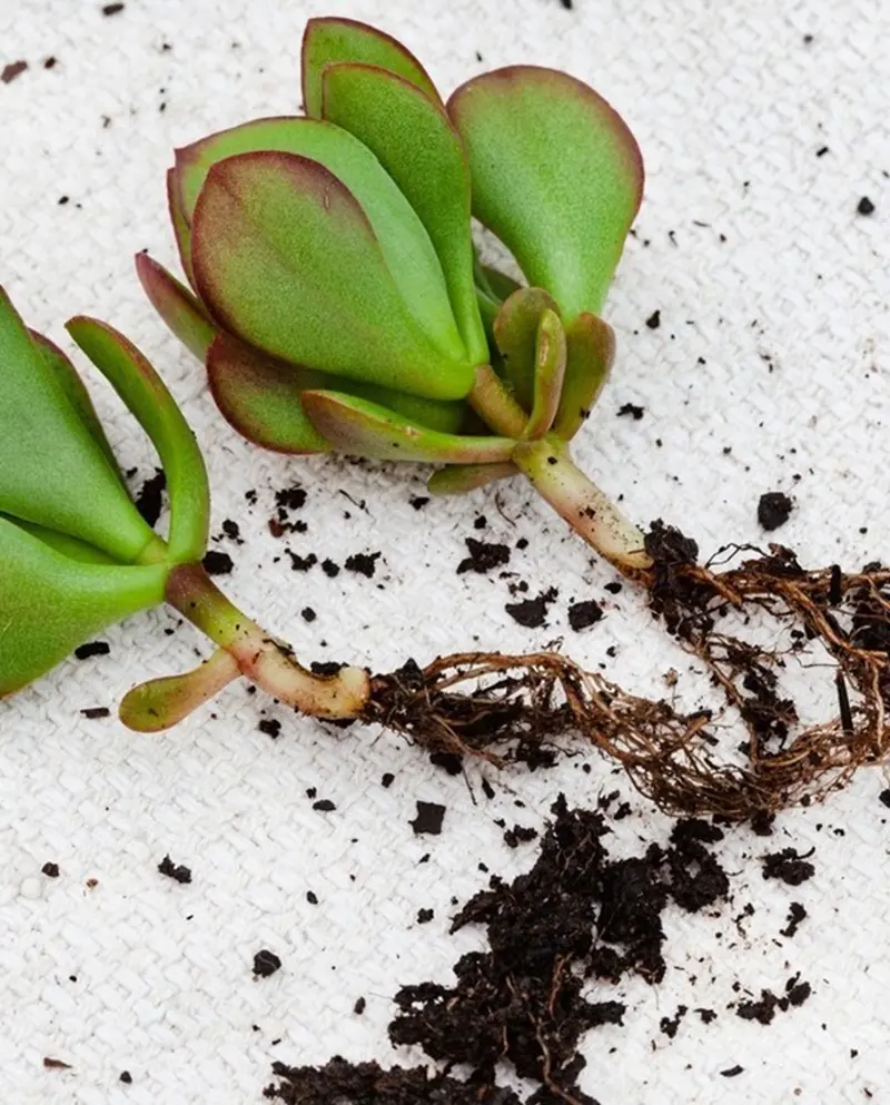 How To Propagate Jade Plant Through Various Methods