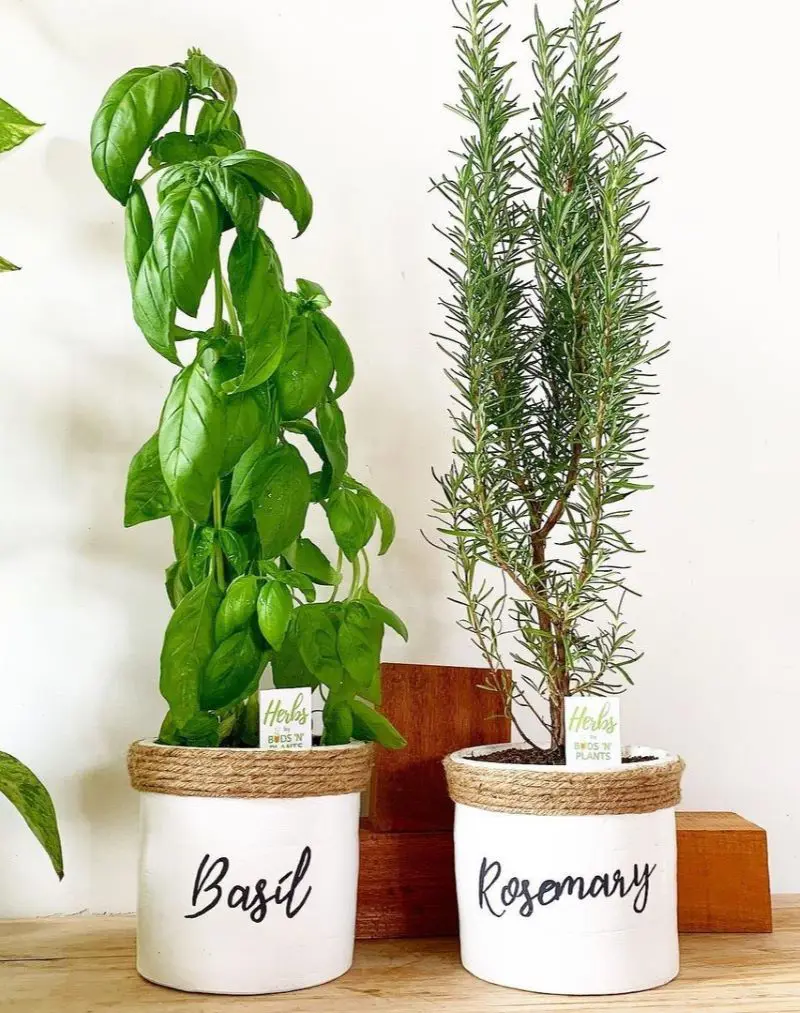 What Plants Repel Mosquitoes And Bugs