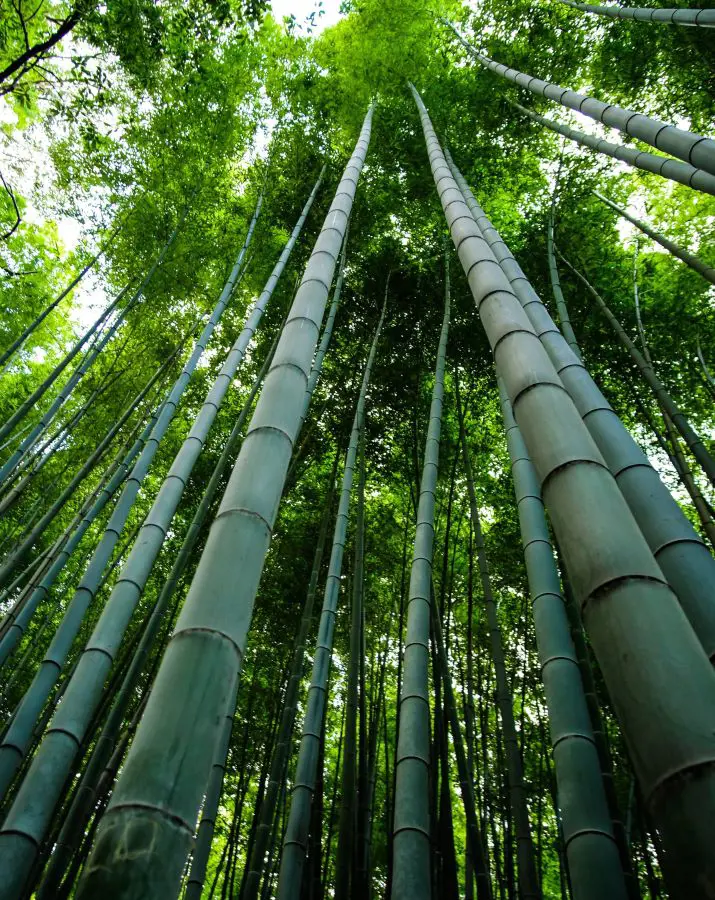 How To Grow Bamboo In 13 Steps