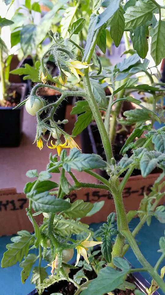 Tomato Leaf Curling Causes and Effective Remedies