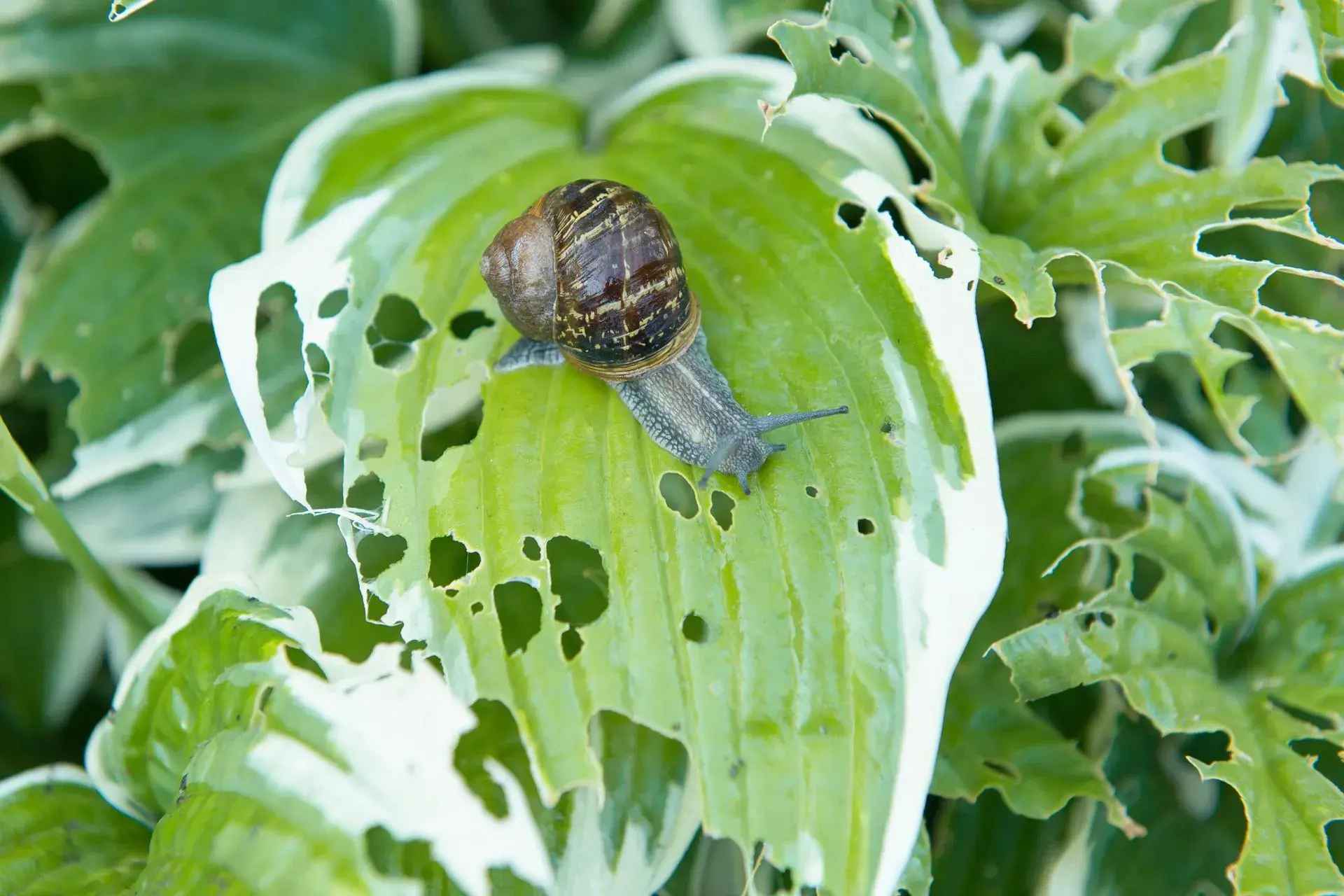 What Do Snails Eat In Your Home And Garden