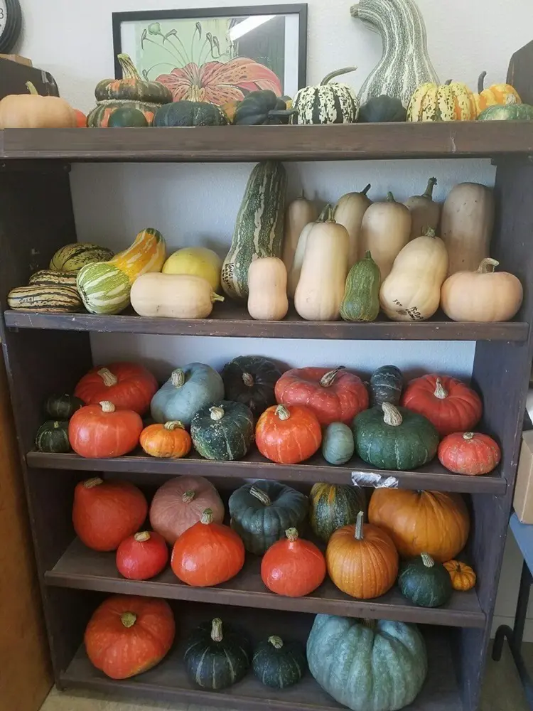 How to Store Squash - Summer and Winter Varieties