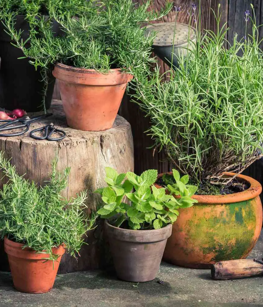 20 Insect Repellent Plants To Deter Bugs Away