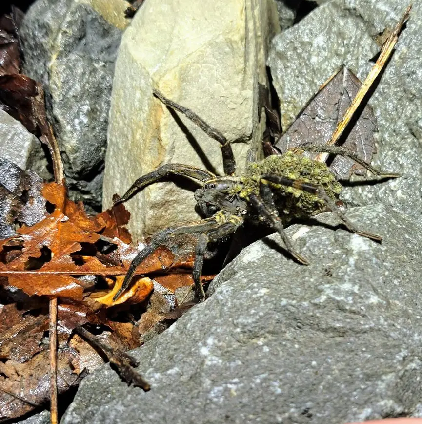 What Do Spiders Eat In Your Home And Yard