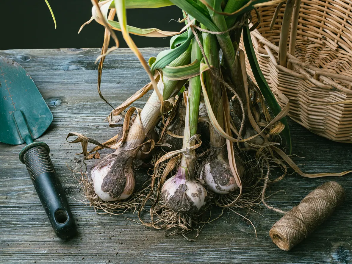 How to Plant, Grow and Harvest Garlic