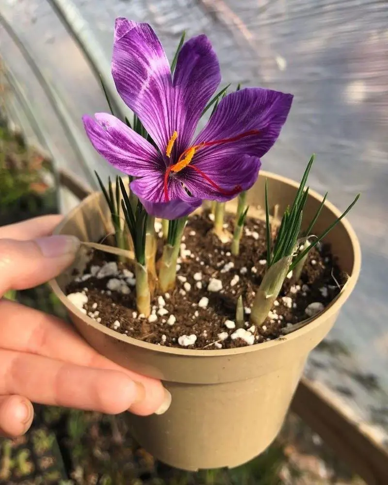 How To Grow And Harvest Saffron Spice