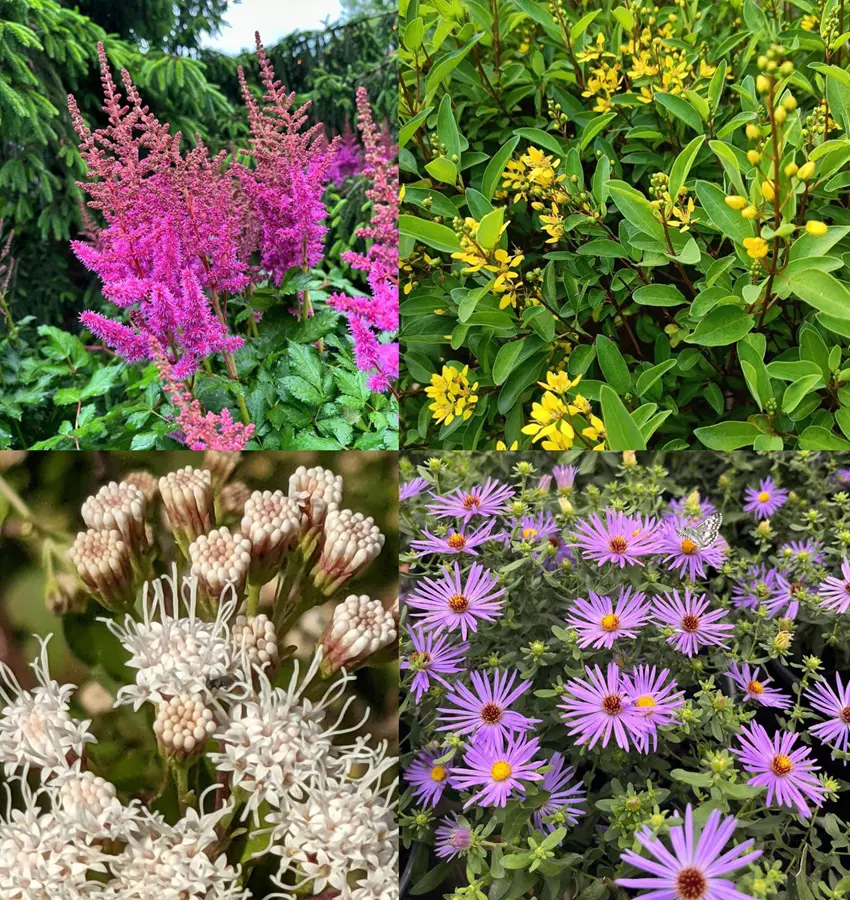 20 Best Plants To Grow In Texas