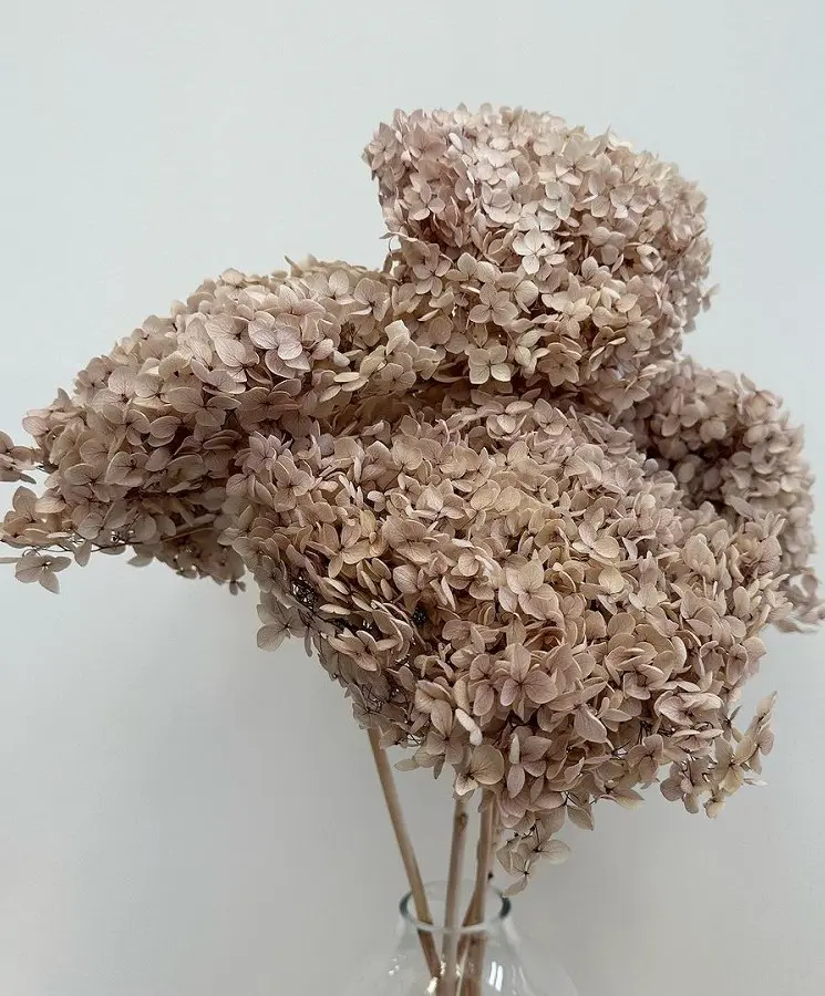 How To Dry Hydrangeas And Preserve Them