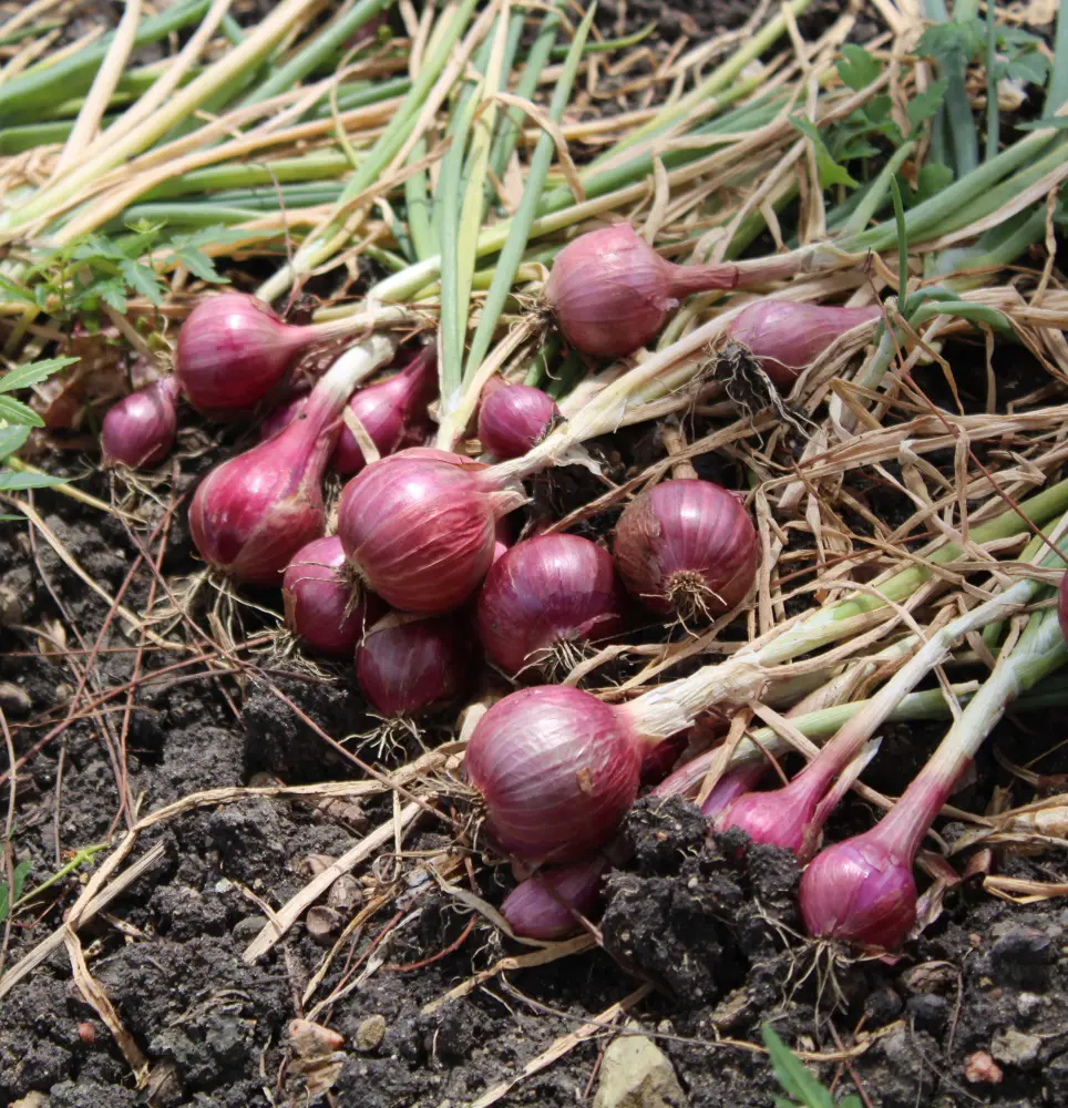 How To Grow Onions: 12 Tips With Harvesting Ideas