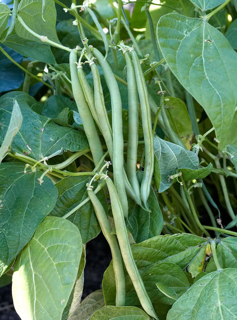20 Best Companion Plants for Beans