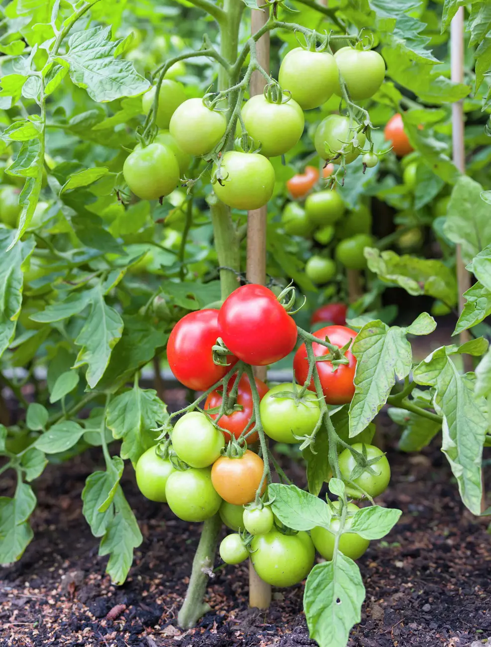 21 Best Companion Plants for Tomatoes