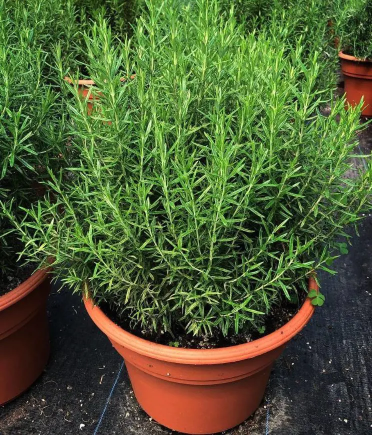 How To Grow Rosemary Plant