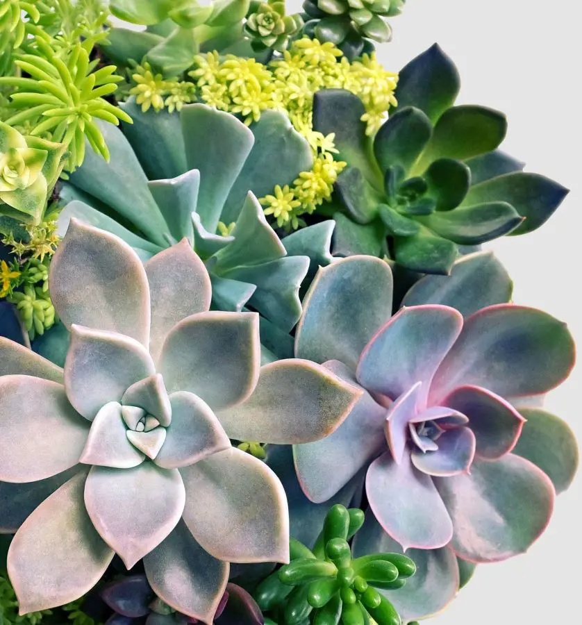 How To Propagate Succulents