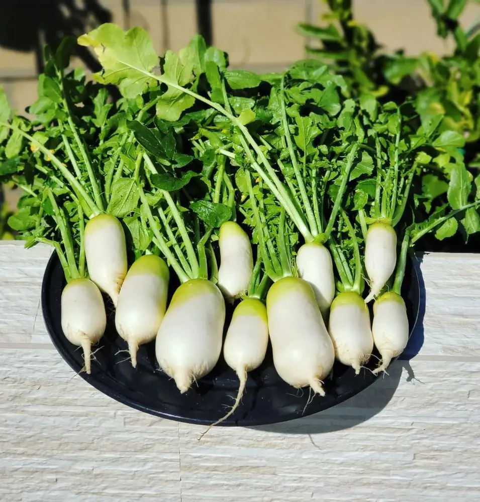 How To Plant, Grow And Care Radishes In Your Garden