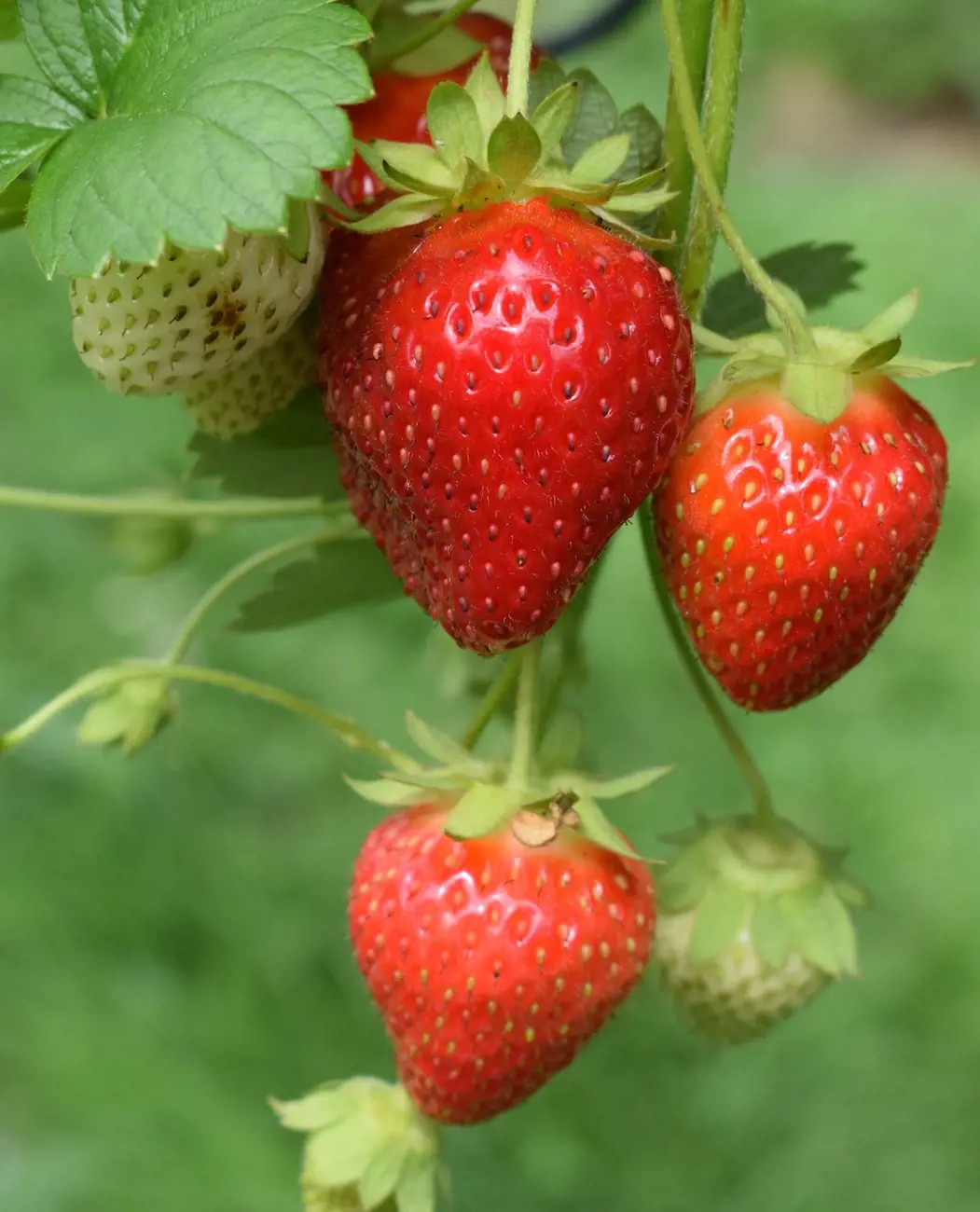 20 Companion Plants To Grow With Strawberries