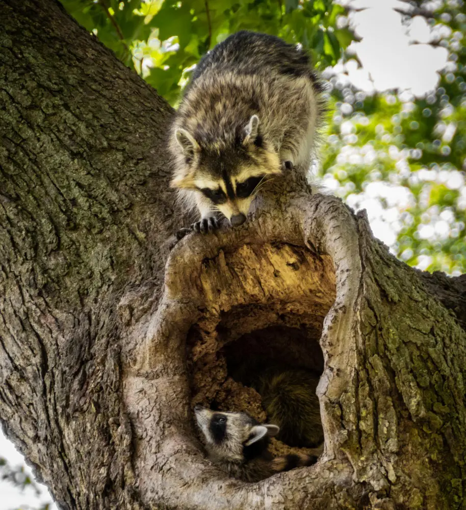 Where Do Raccoons Live In The City