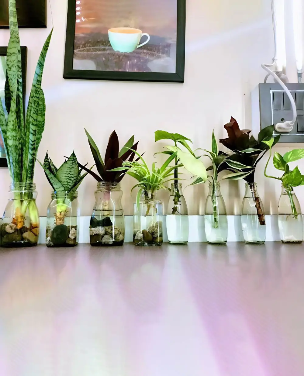 20 Indoor Plants That Grow In Water