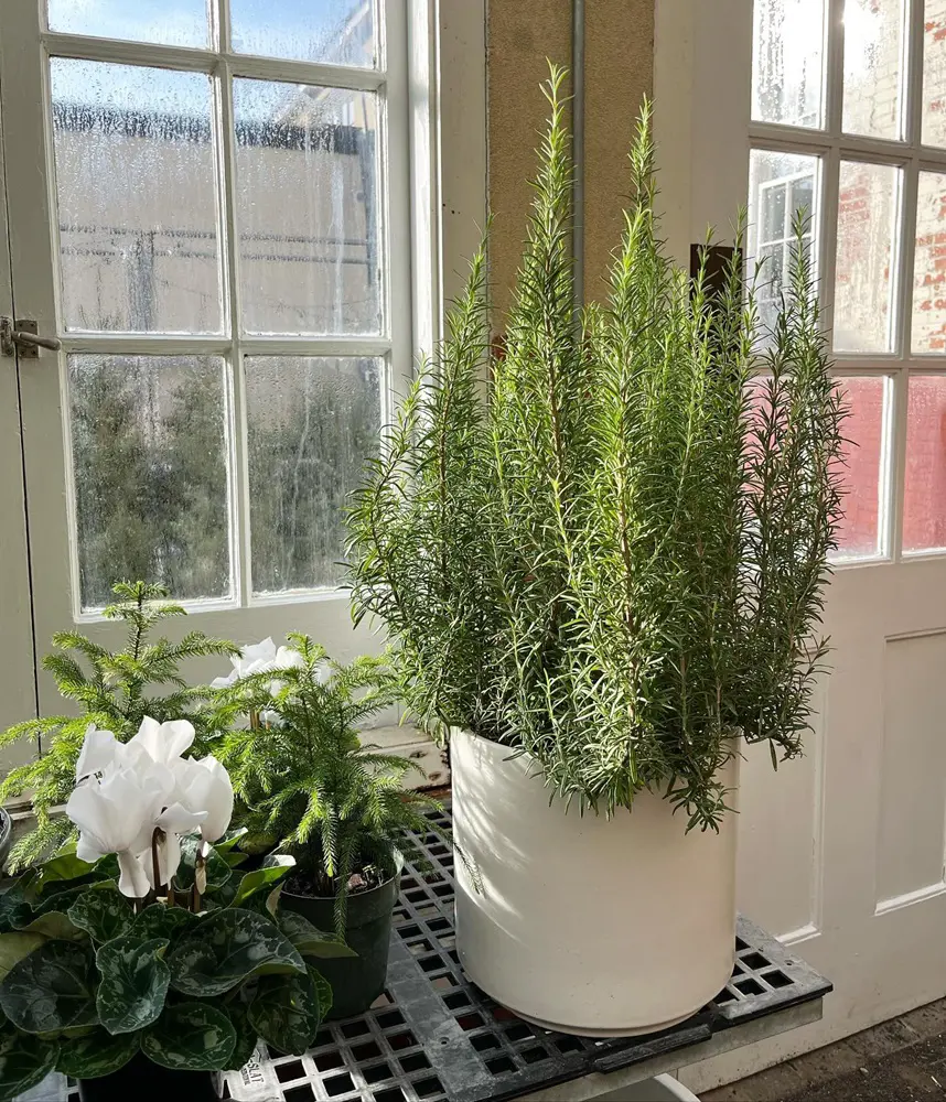 15 Rosemary Companion Plants