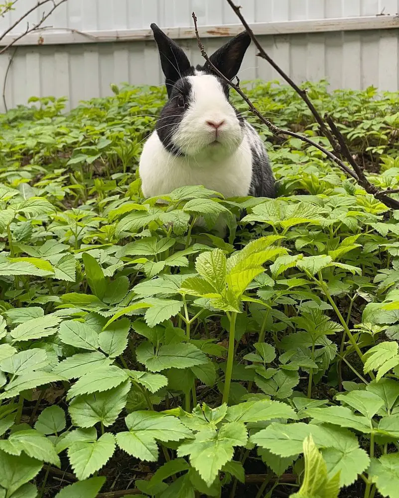 How To Get Rid Of Rabbits In Yard