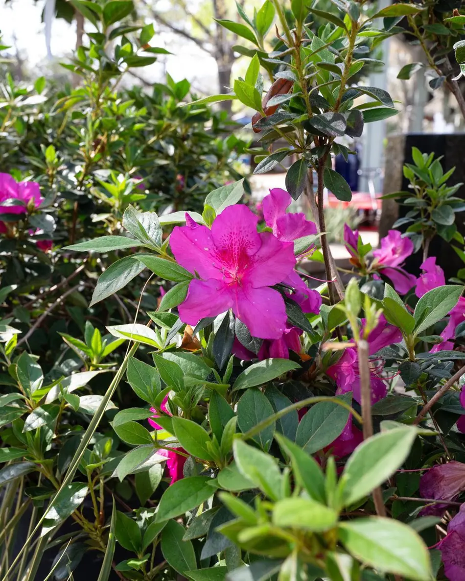 How And When To Prune Azaleas For Optimal Growth