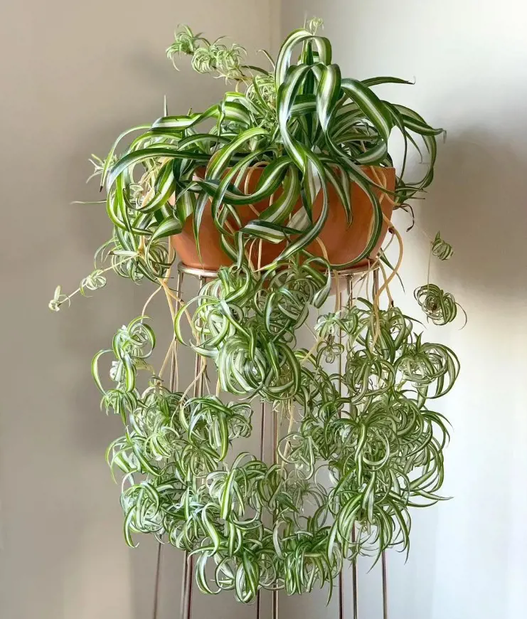10 Essential Tips For Spider Plant Care