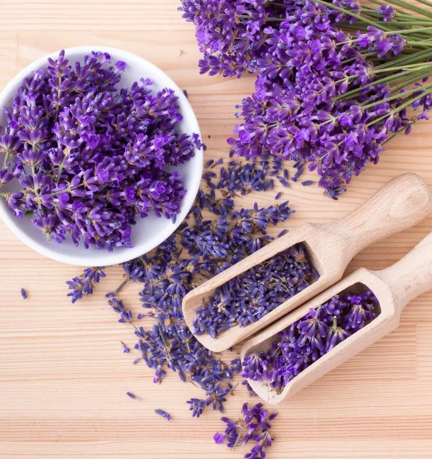 How To Grow Lavender In Your Yard
