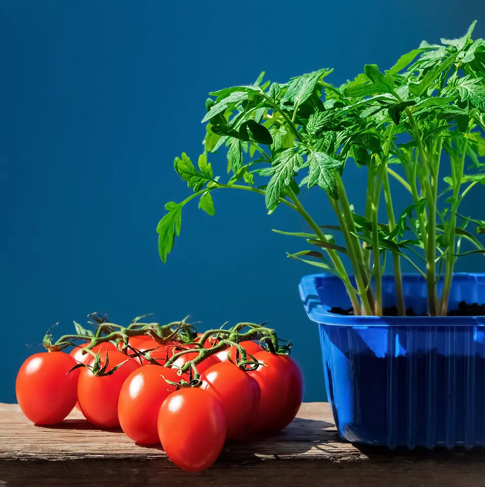 Easy Tips To Grow Tomatoes From Seed