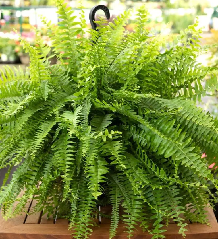 15 Tips For Boston Fern Care & How To Grow