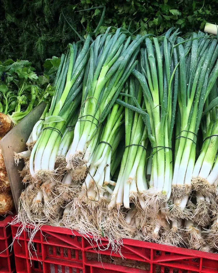 How To Store Green Onions To Keep Them Fresh