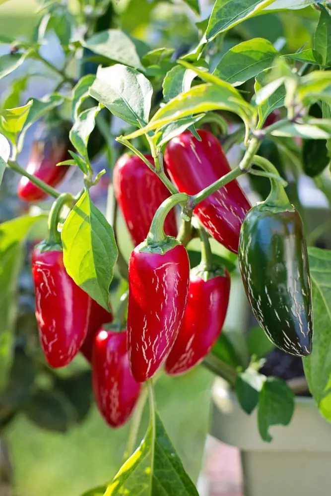 Easy Steps On How To Grow Peppers